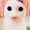kittie 🫧's profile picture