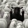 Black Sheep American's profile picture