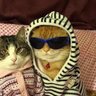 havalı kedi profil fotoğrafı