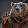 RetroBear's profile picture