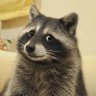 Фото профиля jimjoyer 🦝