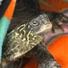 Фото профиля 身勝手の極意でいくつ🌊