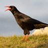 Pyrrhocorax's profile picture