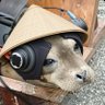 Profilbild von ConfederalMonk