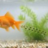 金魚の糞's profile picture