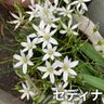 Фото профиля セディナ