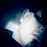 Profilbild von Duke