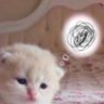 姜岸青 profil fotoğrafı