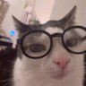 jepetoloko's profile picture