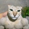 poldish's profile picture