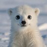 Willow Bear profil fotoğrafı