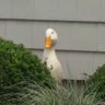 Profilbild von Theme Park O’Goose