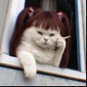 Profilbild von Probably a cat