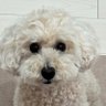 トノちゃん profil fotoğrafı