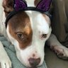 SandyBeachesAmericaOnly's profile picture