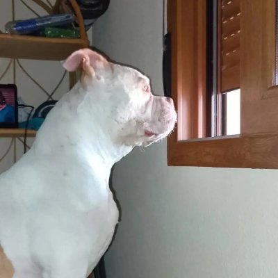 Thor_luisXVII's profile picture