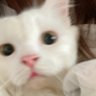 𝙣𝙖𝙢𝙥𝙪𝙣𝙞𝙨𝙘𝙤𝙢𝙞𝙣𝙜 ッ profil fotoğrafı