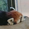 ねぼすけ's profile picture
