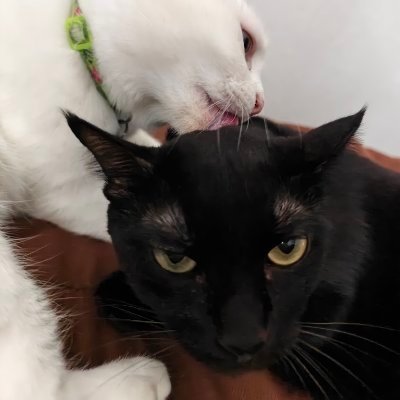 saphaipe_'s profile picture