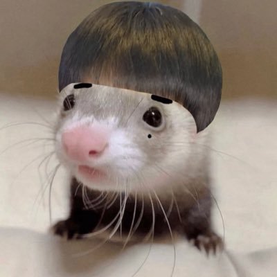 ferret & that's profile picture
