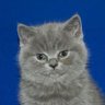 xiaoyiming profil fotoğrafı