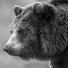 GreyBearThinking's profile picture