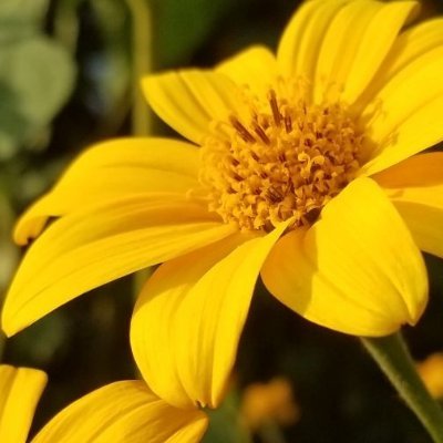 Teslimatttt's profile picture