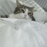 Nur's profile picture