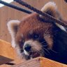 Cocoココ's profile picture