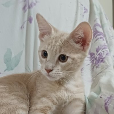 LiamInvestiga's profile picture