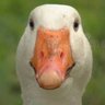 TheRudeGoose 的头像