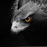 Majeste's profile picture