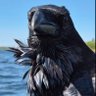 Corvus Corax profil fotoğrafı