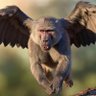 GreezyMonkey88's profile picture