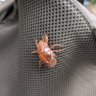 Фото профиля みんみん蝉