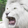 Profilbild von 🤍بندر القحطاني 2🤍