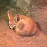 Profilbild von サバショ家のミケ
