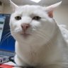 Gato Conselheiro profil fotoğrafı
