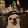 Profilbild von bolinha de queijo
