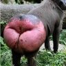 Beltway Griper's profile picture
