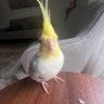 koosh 的头像