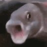 Фото профиля FlammableFish