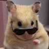 돈땃쥐's profile picture