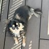 Фото профиля ぽけぽけのめぐり