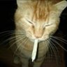 pau's profile picture