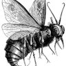 Beelzebu's profile picture