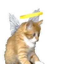 kimi's profile picture