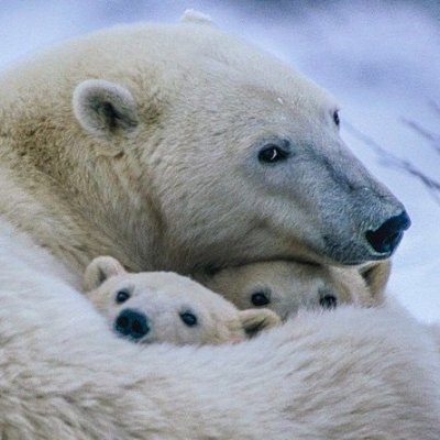 바보곰's profile picture