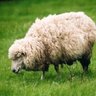 Profilbild von まつ🐏