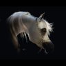 عبد الرحمن المقبل.'s profile picture